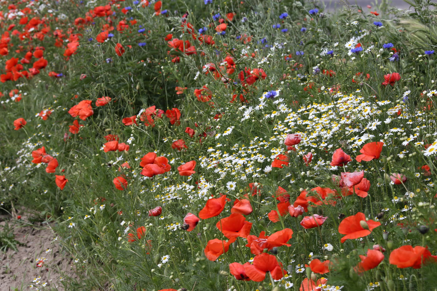 Dichter Blütenstreifen aus Mohn und Kamille am Feldrand Dichter Blütenstreifen aus Mohn und Kamille am Feldrand