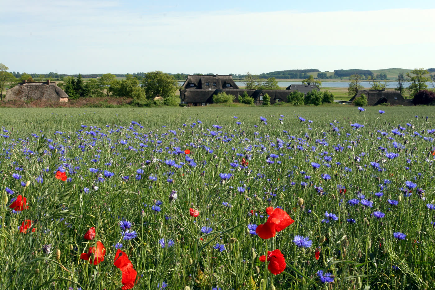 Blühendes Feld mit Mohn und Kornblumen, dahinter Reetdachhäuser und der Bodden Blühendes Feld mit Mohn und Kornblumen, dahinter Reetdachhäuser und der Bodden