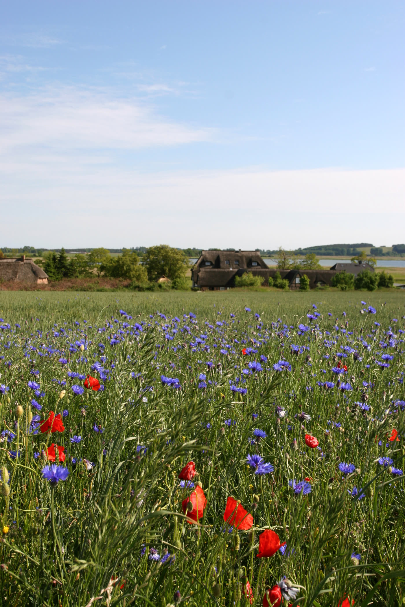 Weites Feld mit Mohn und Kornblumen unter hohem Himmel Weites Feld mit Mohn und Kornblumen unter hohem Himmel