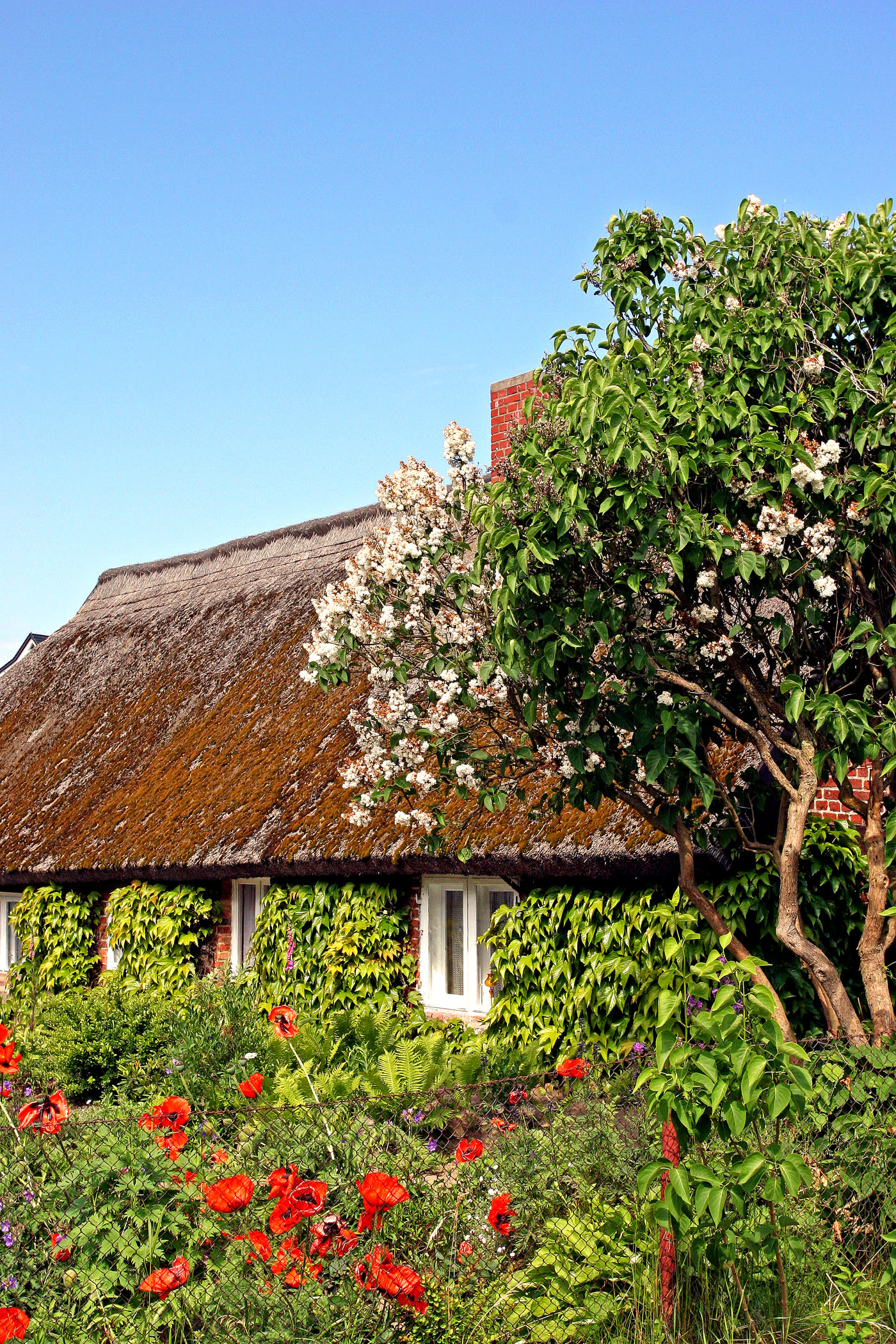 Reetgedecktes Haus hinter blühendem Mohn Reetgedecktes Haus hinter blühendem Mohn